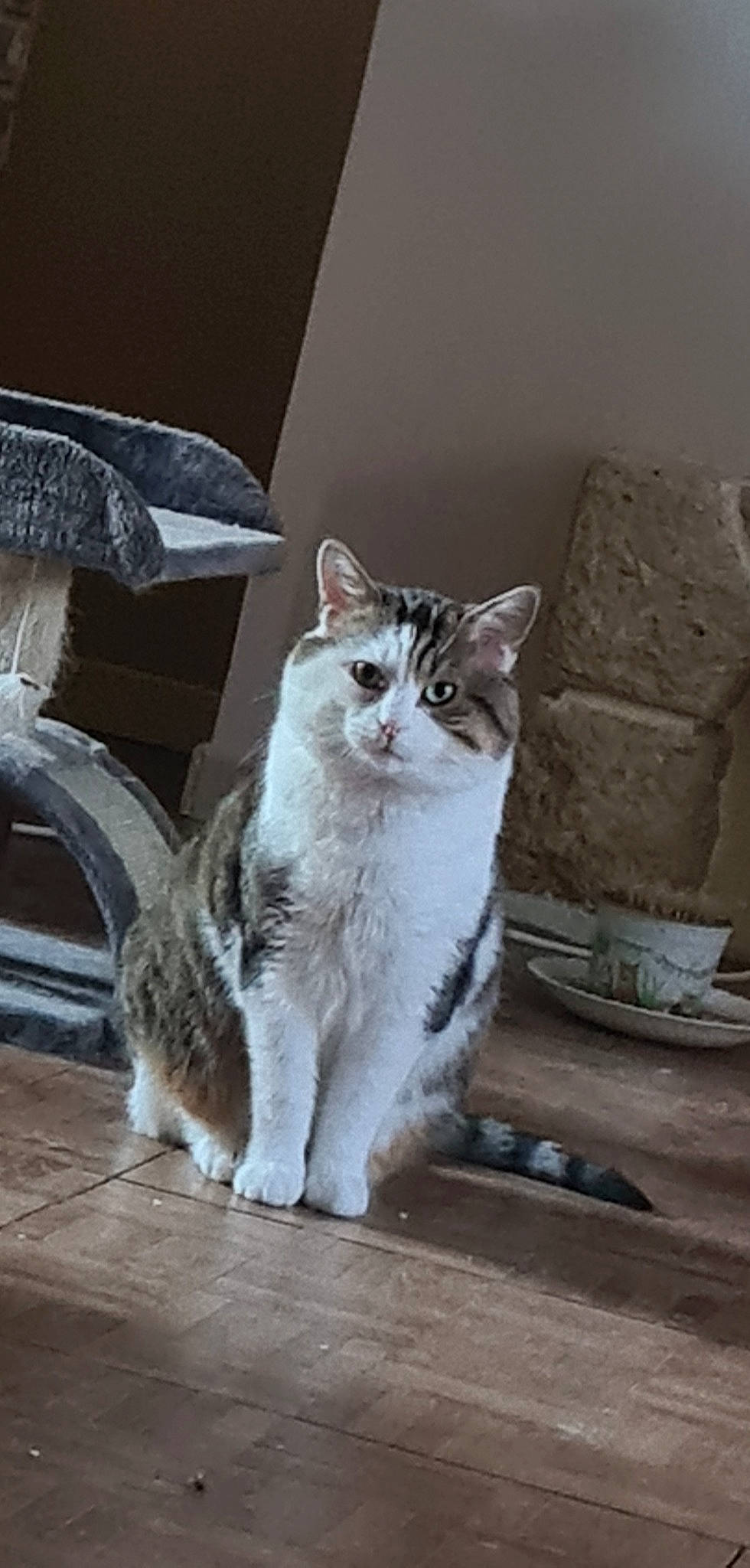 Mon Titi a rejoint le concours — aidez-le/la à gagner de superbes lots ! carnivore, cat, domestic_short_haired_cat, door, felidae, fur, grey, monochrome_photography, paw, road_surface, sitting, small_to_medium_sized_cats, snout, tail, terrestrial_animal, tree, whiskers, window, wood