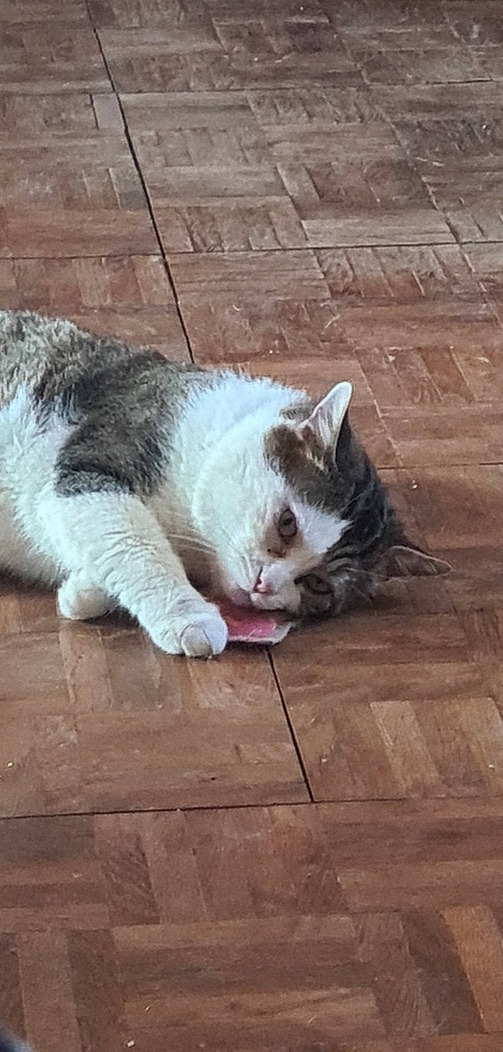 Mon Titi participe au concours pour gagner de l'argent avec cette photo : carnivore, cat, claw, domestic_short_haired_cat, felidae, flooring, fur, grass, grey, hardwood, human_leg, paw, road_surface, sidewalk, small_to_medium_sized_cats, snout, tail, tree, whiskers, wood