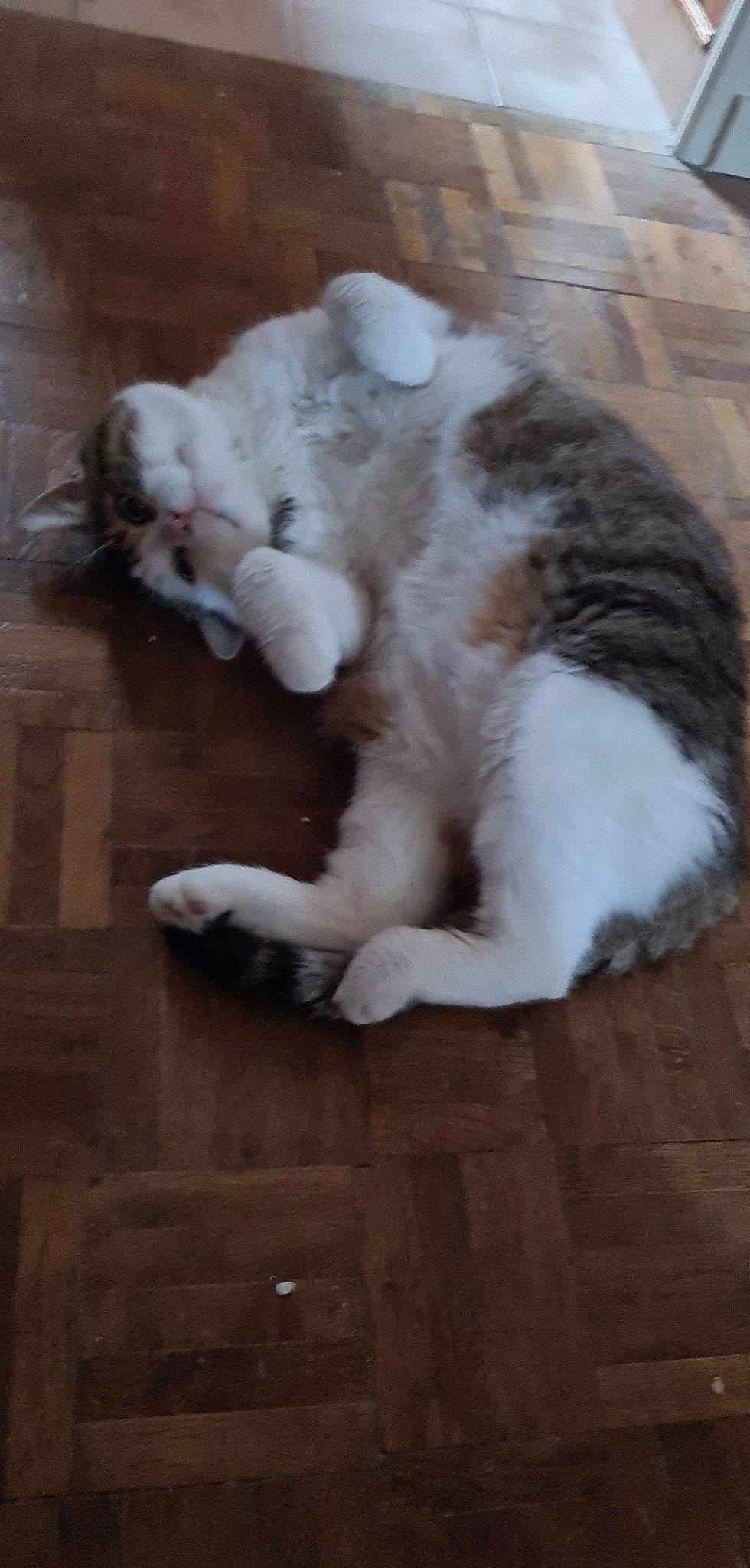 Mon Titi participe au concours pour gagner de l'argent avec cette photo : carnivore, cat, claw, companion_dog, dog_breed, domestic_short_haired_cat, fawn, felidae, floor, flooring, fur, hardwood, leg, paw, small_to_medium_sized_cats, snout, sporting_group, tail, whiskers, wood