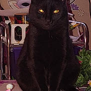 Spooky joined the competition — help win amazing prizes! black_cat, blanket, cat, chair, decor, ears, electronics, flowers, fur, furniture, glowing_eyes, household, indoor, monitor, paws, pet, plant, portrait, sitting, table