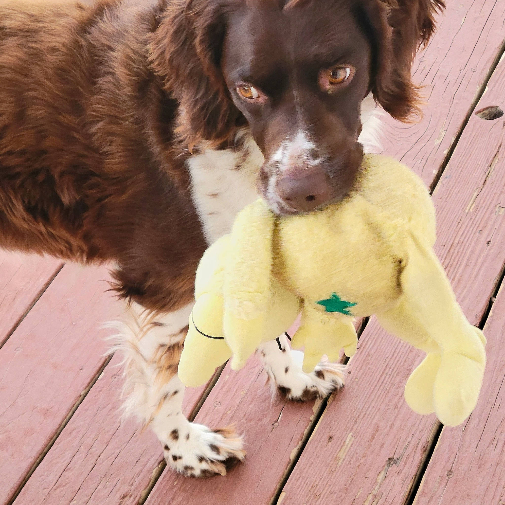 Brees is registered to the contest to win money with this photo: canidae, carnivore, cocker_spaniel, companion_dog, dog, dog_breed, dog_collar, dog_supply, flooring, fur, gun_dog, happy, hardwood, liver, plank, retriever, snout, spaniel, wood, working_animal