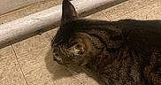 Nuggie joined the competition — help win amazing prizes! animal, brown, cat, closeup, corner, curious, domestic, feline, floor, floor_tile, home, indoor, pet, pipe, quiet, scratched_floor, sniffing, striped, tabby, wall