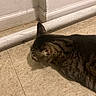 animal, brown, cat, closeup, corner, curious, domestic, feline, floor, floor_tile, home, indoor, pet, pipe, quiet, scratched_floor, sniffing, striped, tabby, wall