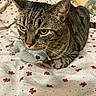 Nuggie joined the competition — help win amazing prizes! animal, bed, blanket, cat, closeup, cute, domestic_cat, feline, floral_pattern, fur, indoor, mammal, pet, playful, resting, striped, tabby, toy_mouse, whiskers, yellow_eyes