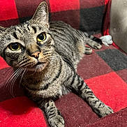 Nuggie joined the competition — help win amazing prizes! animal, black, blanket, cat, checkered, cozy, curious, cute, domestic_cat, feline, fur, indoor, lying_down, mammal, pet, red, relaxed, tabby, whiskers, yellow_eyes