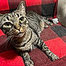 animal, black, blanket, cat, checkered, cozy, curious, cute, domestic_cat, feline, fur, indoor, lying_down, mammal, pet, red, relaxed, tabby, whiskers, yellow_eyes