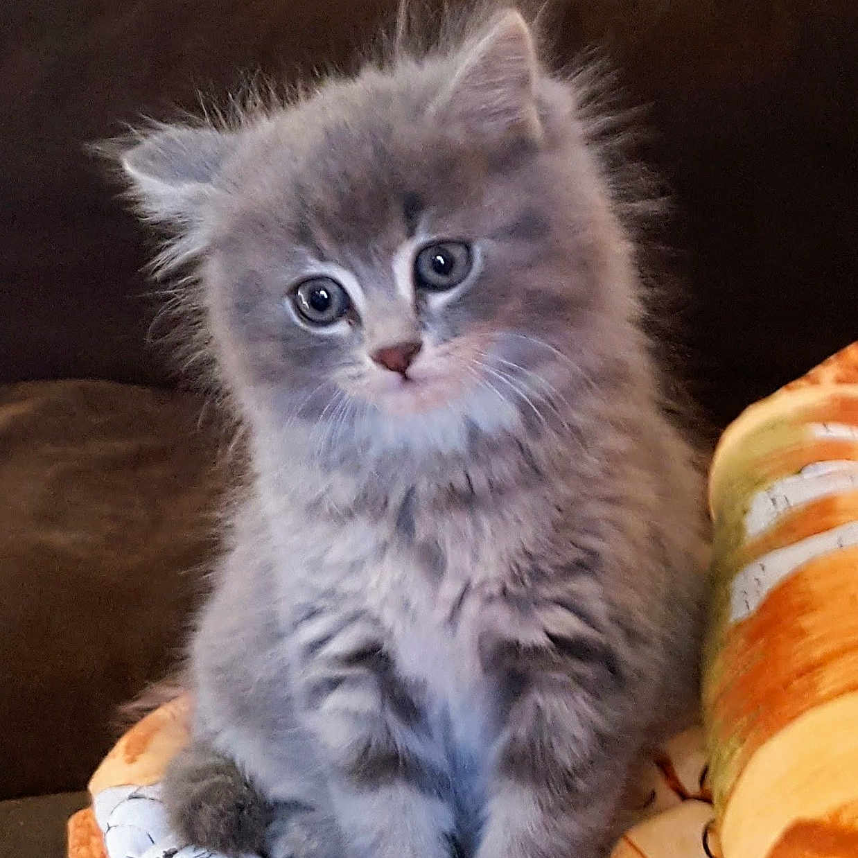 Fubuki a rejoint le concours — aidez-le/la à gagner de superbes lots ! abyssinian, angora, animal, architecture, bed, blanket, building, cat, couch, cushion, furniture, homedecor, indoors, kitten, livingroom, manx, pet, pillow, quilt, room