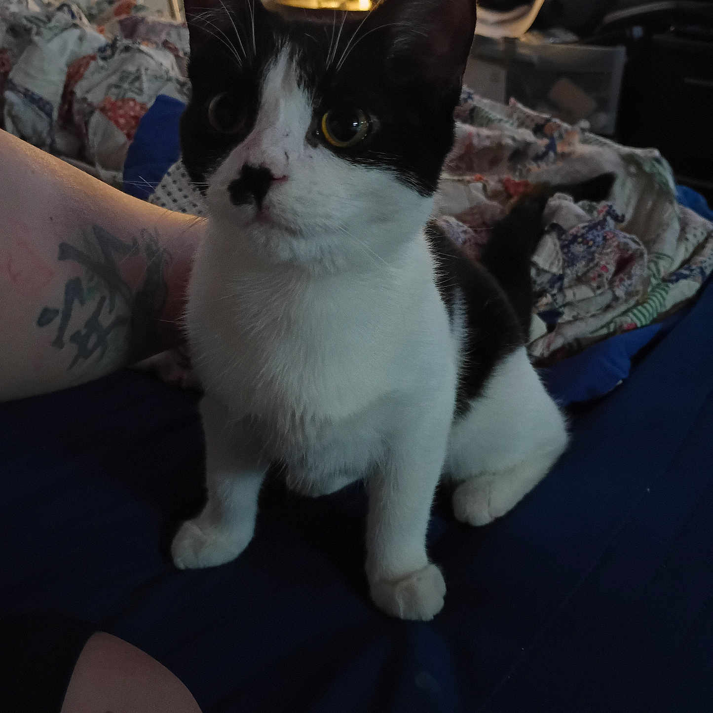 Jaspar Everdeen is registered to the contest to win money with this photo: animal, bed, black_and_white, blanket, cat, close_up, cozy, curious, dark_background, domestic, feline, fur, home, human_arm, indoor, pet, quilt, sitting, tattoo, whiskers