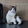 cat, tabby_cat, white_fur, indoor, countertop, wooden_background, pet, animal, sitting, paw, looking_at_camera, domestic_cat, feline, quiet, calm, curious, household, furniture, closeup, portrait