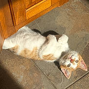 Roman joined the competition — help win amazing prizes! animal, cat, cute, ears, feline, floor, fur, home, indoor, kitten, lying_down, orange_and_white, paw, pet, relaxed, sunlight, tile, whiskers, wooden_cabinet, young_animal