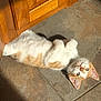 animal, cat, cute, ears, feline, floor, fur, home, indoor, kitten, lying_down, orange_and_white, paw, pet, relaxed, sunlight, tile, whiskers, wooden_cabinet, young_animal