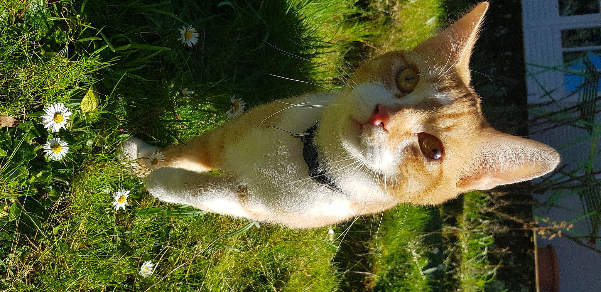 Bucky participe au concours pour gagner de l'argent avec cette photo : canidae, carnivore, cat, domestic_short_haired_cat, fawn, felidae, fur, grass, herb, plant, small_to_medium_sized_cats, snout, sporting_group, sunglasses, tail, terrestrial_animal, tree, whiskers, wildlife