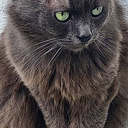 Kino a rejoint le concours — aidez-le/la à gagner de superbes lots ! animal, calm, cat, closeup, cute, domestic_animal, ears, feline, fluffy, fur, gray_cat, green_eyes, looking_away, mammal, outdoor, pet, portrait, sitting, texture, whiskers