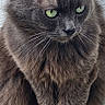 animal, calm, cat, closeup, cute, domestic_animal, ears, feline, fluffy, fur, gray_cat, green_eyes, looking_away, mammal, outdoor, pet, portrait, sitting, texture, whiskers