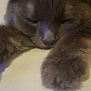 Kino a rejoint le concours — aidez-le/la à gagner de superbes lots ! cat, gray_cat, close_up, sleepy, paw, fur, pet, animal, resting, cute, whiskers, indoor, soft, feline, domestic_cat, mammal, relaxed, face, ears, nose