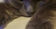 Kino a rejoint le concours — aidez-le/la à gagner de superbes lots ! animal, cat, close_up, cute, domestic_cat, ears, face, feline, fur, gray_cat, indoor, mammal, nose, paw, pet, relaxed, resting, sleepy, soft, whiskers