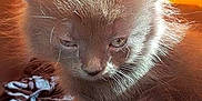 Kino participe au concours pour gagner de l'argent avec cette photo : carnivoran, cat, cat_like_mammal, fauna, fur, kitten, mammal, small_to_medium_sized_cats, snout, whiskers, wildlife