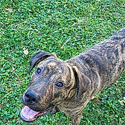 Max participe au concours pour gagner de l'argent avec cette photo : animal, brindle, canine, cute, daylight, dog, ears, friendly, fur, grass, happy, looking_up, mammal, nature, outdoor, pet, playful, smiling, standing, tongue_out