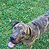 animal, brindle, canine, cute, daylight, dog, ears, friendly, fur, grass, happy, looking_up, mammal, nature, outdoor, pet, playful, smiling, standing, tongue_out