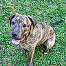 animal, brindle, canine, daylight, dog, ears, friendly, fur, grass, greenery, happy, looking_up, nature, outdoor, pet, playful, sitting, smiling, tail, tongue_out