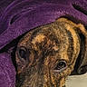 animal, bed, blanket, brindle, close_up, comfort, cozy, cute, dog, face, fur, indoor, pet, portrait, purple_blanket, relaxed, resting, sleepy, snuggled, warm