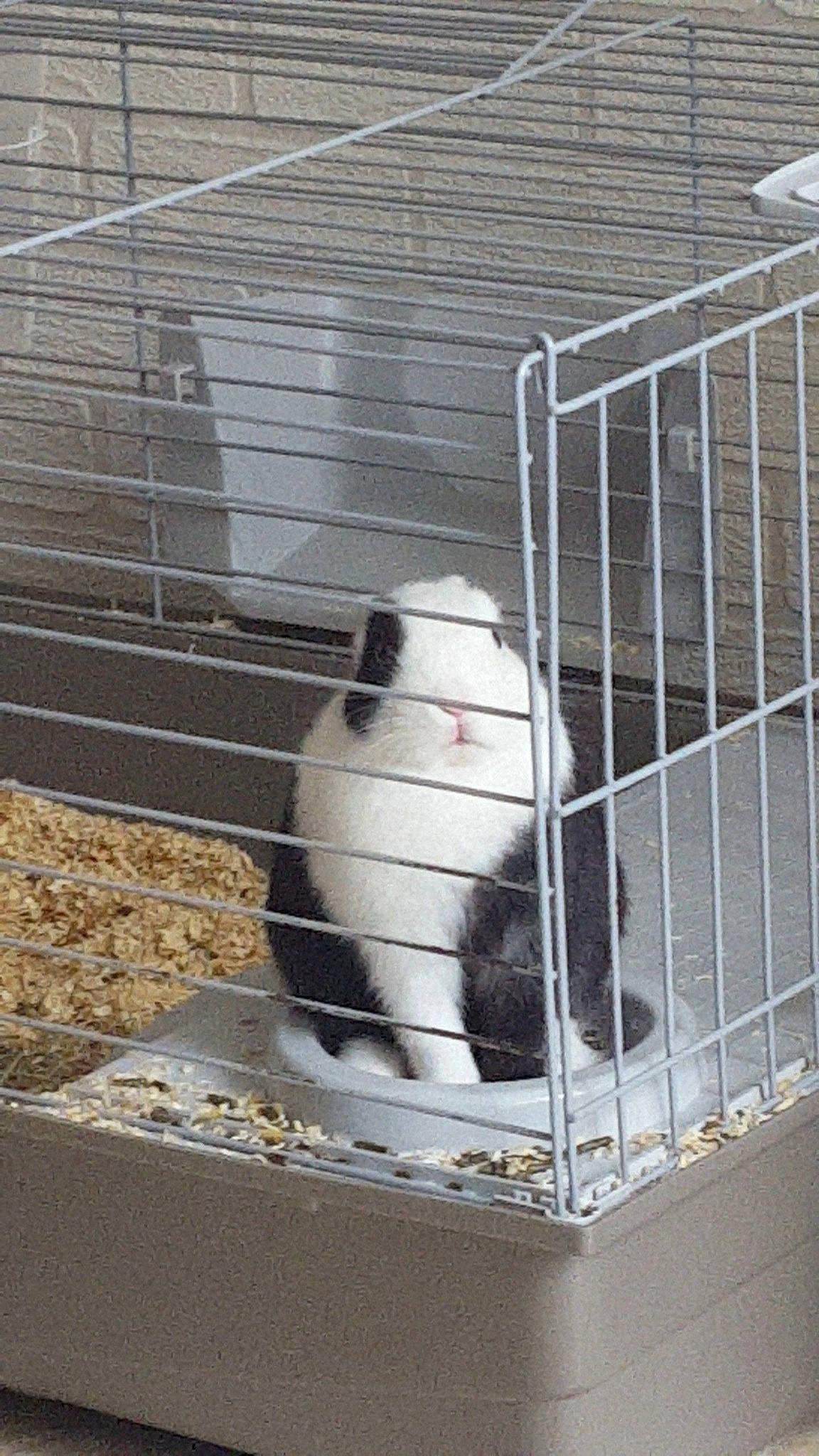 Oreo a rejoint le concours — aidez-le/la à gagner de superbes lots !