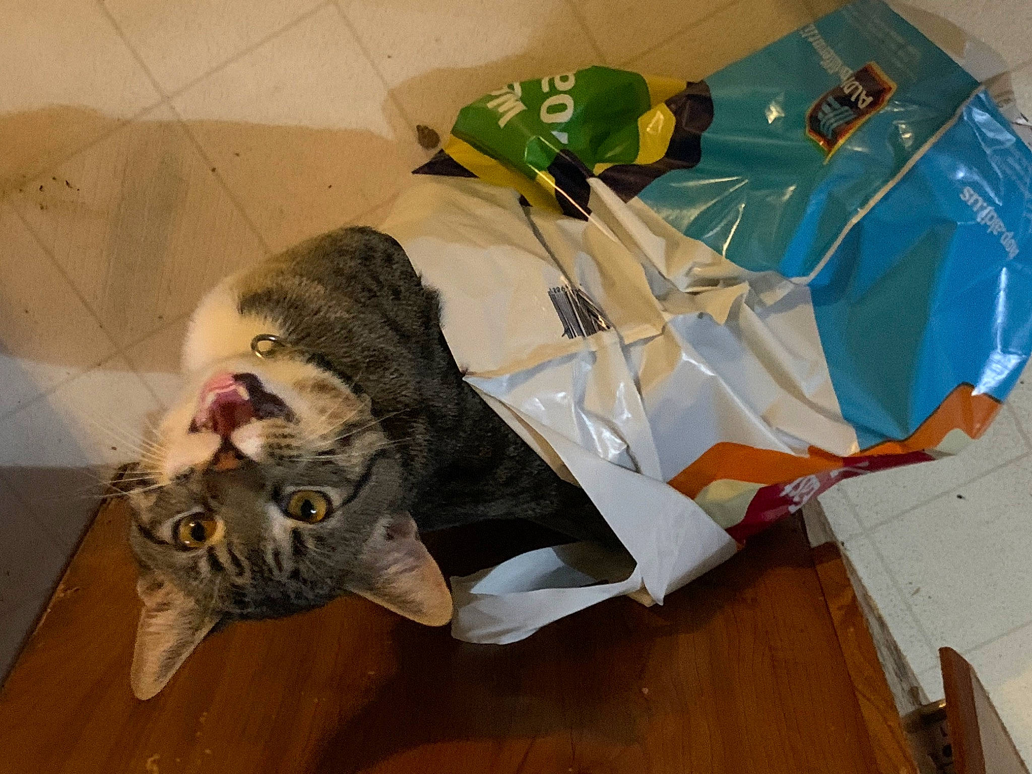 Cat joined the competition — help win amazing prizes! canidae, carnivore, cat, comfort, domestic_short_haired_cat, felidae, flooring, fur, hardwood, packing_materials, paper, paper_product, room, small_to_medium_sized_cats, tail, whiskers, wood