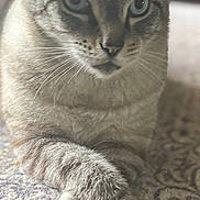 Ace joined the competition — help win amazing prizes! cat, animal, pet, feline, blue_eyes, whiskers, fur, paws, crossed_paws, indoor, rug, patterned_rug, close_up, portrait, relaxed, domestic, mammal, cute, calm, resting
