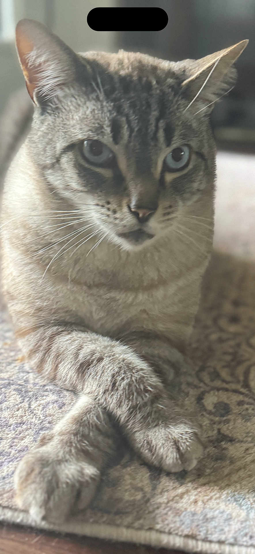 Ace joined the competition — help win amazing prizes! cat, animal, pet, feline, blue_eyes, whiskers, fur, paws, crossed_paws, indoor, rug, patterned_rug, close_up, portrait, relaxed, domestic, mammal, cute, calm, resting