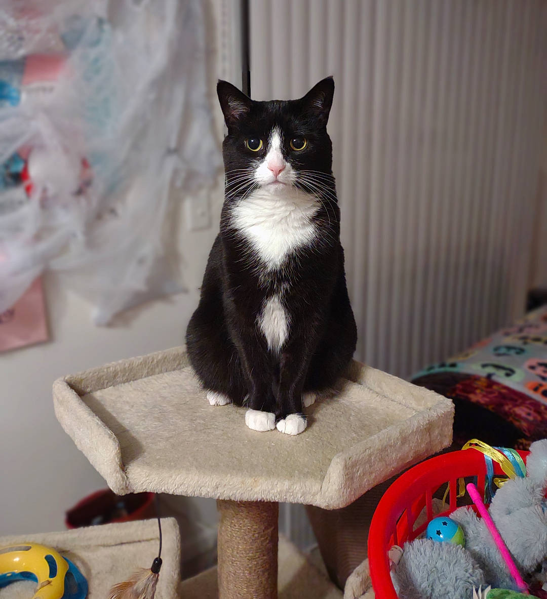 Jennifur is registered to the contest to win money with this photo: carnivore, cat, cat_supply, coffee_table, comfort, desk, domestic_short_haired_cat, felidae, formal_wear, fur, grey, linens, outdoor_furniture, sitting, small_to_medium_sized_cats, snout, stairs, table, tail, whiskers