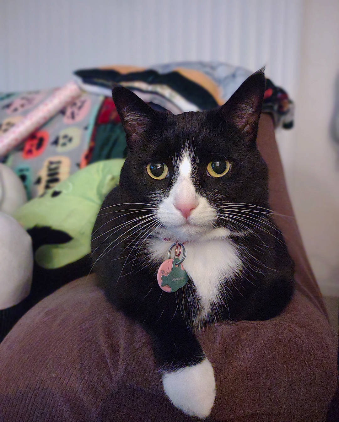 Jennifur is registered to the contest to win money with this photo: black_cat, box, carnivore, cat, claw, comfort, domestic_short_haired_cat, felidae, formal_wear, fur, paw, small_to_medium_sized_cats, snout, tail, whiskers