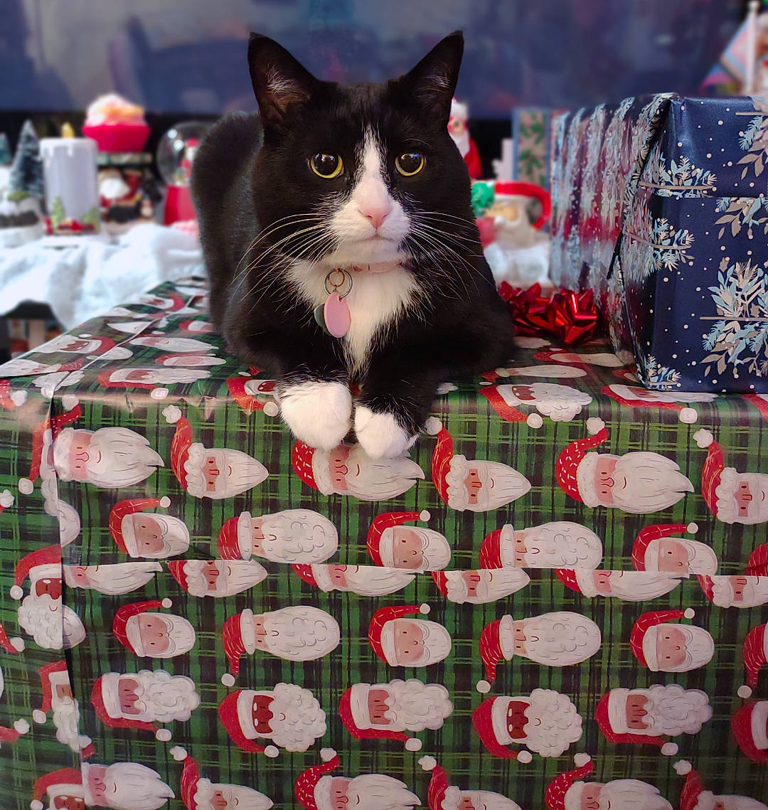 Jennifur is registered to the contest to win money with this photo: carmine, carnivore, cat, domestic_short_haired_cat, event, felidae, flooring, grass, green, holiday, linens, pattern, petal, plaid, plant, recreation, small_to_medium_sized_cats, tablecloth, whiskers, white