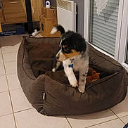 Asko a rejoint le concours — aidez-le/la à gagner de superbes lots ! puppy, dog_bed, indoor, tile_floor, television, wooden_furniture, window, blinds, decorative_cloth, toy, brown, black, white, curious, pet, living_room, cozy, home, floor, playful