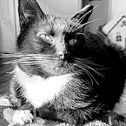 Kylo is registered to the contest to win money with this photo: cat, tuxedo_cat, black_and_white, close_up, whiskers, indoor, rug, decor, gingerbread_house, pet, feline, animal, relaxed, fur, portrait, cozy, home, domestic_cat, floor, resting