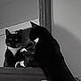 animal, black_and_white, cat, closeup, contrast, curious, ears, feline, household, indoor, looking, mirror, paws, pet, quiet, reflection, shadow, still_life, whiskers, wooden_surface
