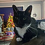 Kylo joined the competition — help win amazing prizes! animal, black_and_white, cat, christmas_tree, cozy, cute, decorations, domestic_cat, feline, festive, fur, holiday, holiday_lights, home, indoor, pets, relaxing, table, tuxedo_cat, whiskers