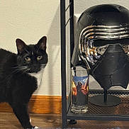 Kylo joined the competition — help win amazing prizes! animal, black_and_white_cat, cat, ears, floor, fur, glass, helmet, home_decor, indoor, kylo_ren_helmet, lightsaber, metal_shelf, pet, rug, shelf, star_wars, wall, whiskers, wooden_floor