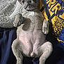 Luna joined the competition — help win amazing prizes! dog, french_bulldog, puppy, lying_down, relaxed, pet, animal, cozy, blanket, pillow, indoor, cute, fur, ears, face, paw, nostrils, snout, sleepy, resting