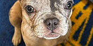 Luna joined the competition — help win amazing prizes! french_bulldog, puppy, dog, pet, close_up, ears, cute, indoor, carpet, blue, yellow, looking_up, animal, small_dog, young, fur, snout, whiskers, floor, domestic_animal