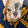 french_bulldog, puppy, dog, pet, close_up, ears, cute, indoor, carpet, blue, yellow, looking_up, animal, small_dog, young, fur, snout, whiskers, floor, domestic_animal