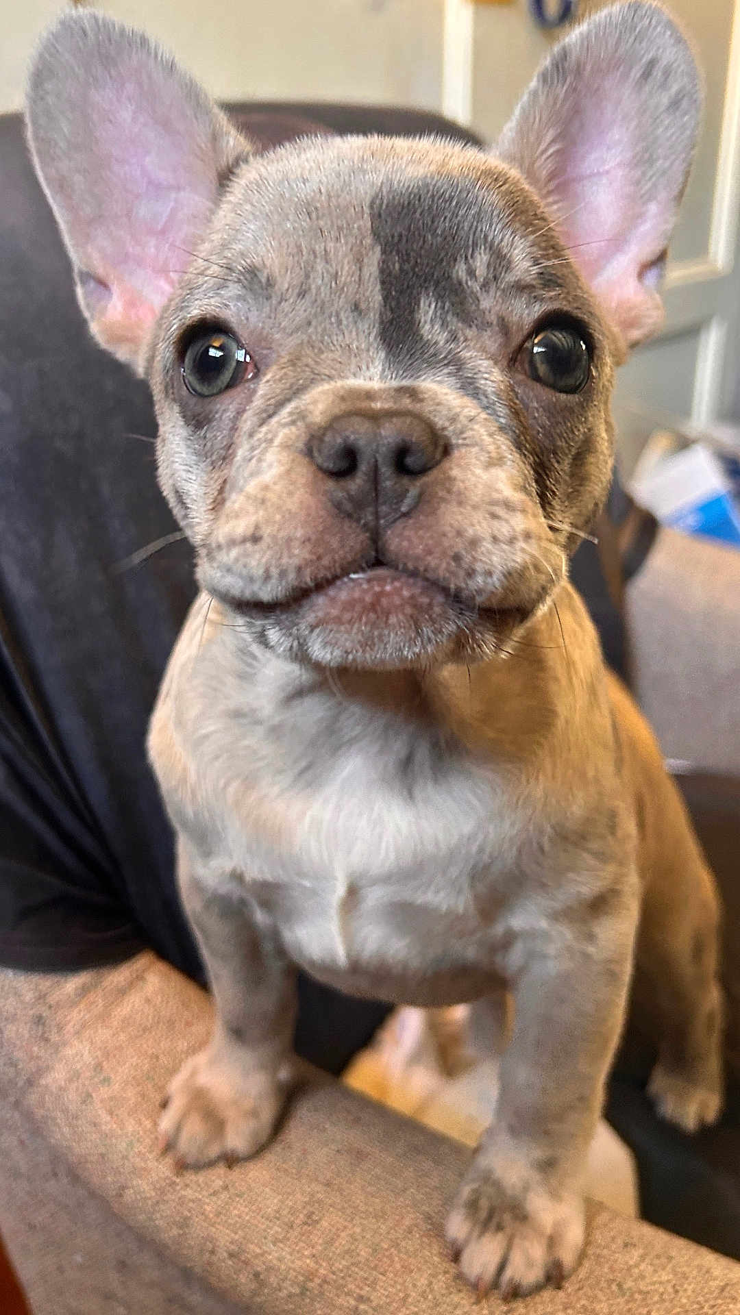 Luna joined the competition — help win amazing prizes! animal, armrest, close_up, companion, couch, curious, cute, dog, domestic_animal, ears, french_bulldog, fur, indoor, mammal, paws, pet, portrait, puppy, whiskers, young