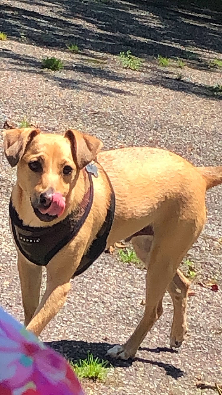 Stewie is registered to the contest to win money with this photo: american_pit_bull_terrier, canidae, carnivore, companion_dog, dog, dog_breed, fawn, hunting_dog, labrador_retriever, mammal, mountain_cur, pit_bull, potcake_dog, rare_breed_dog, snout, sporting_group, tail, vertebrate