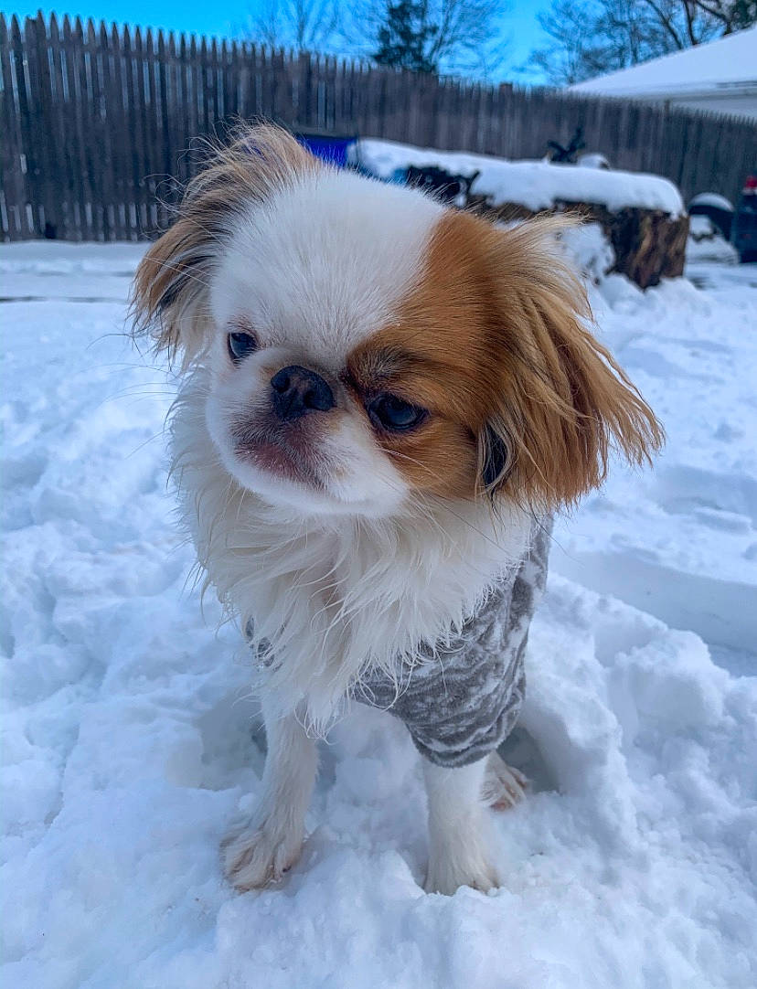 Holly is registered to the contest to win money with this photo: canidae, carnivore, chinese_imperial_dog, companion_dog, dog, dog_breed, fawn, japanese_chin, mammal, pekingese, phalene, puppy, rare_breed_dog, snout, snow, sporting_group, tibetan_spaniel, toy_dog, vertebrate