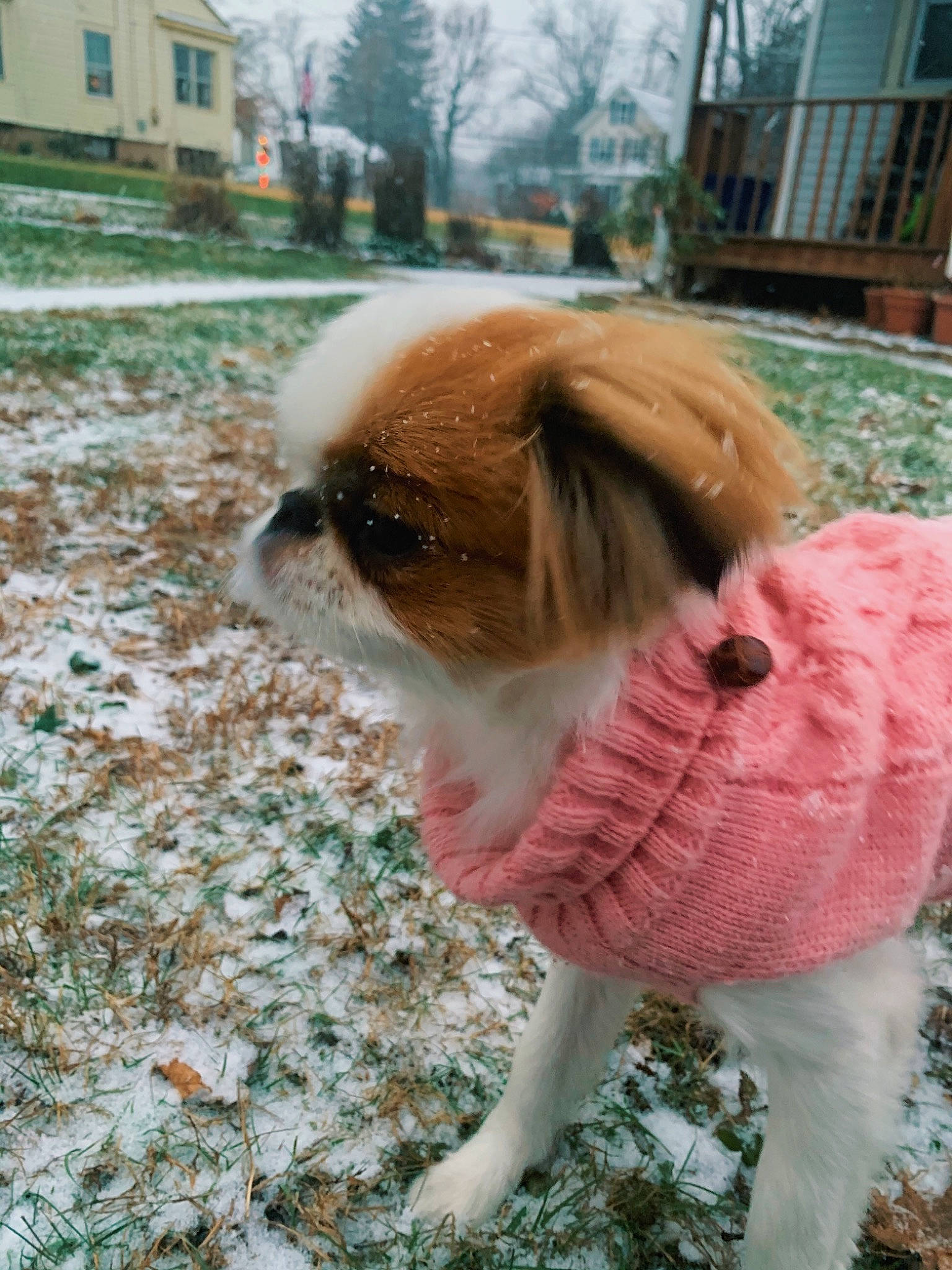 Holly is registered to the contest to win money with this photo: ancient_dog_breeds, canidae, carnivore, chinese_imperial_dog, companion_dog, dog, dog_breed, dog_clothes, fawn, fur, japanese_chin, mammal, pekingese, snout, sporting_group, toy_dog