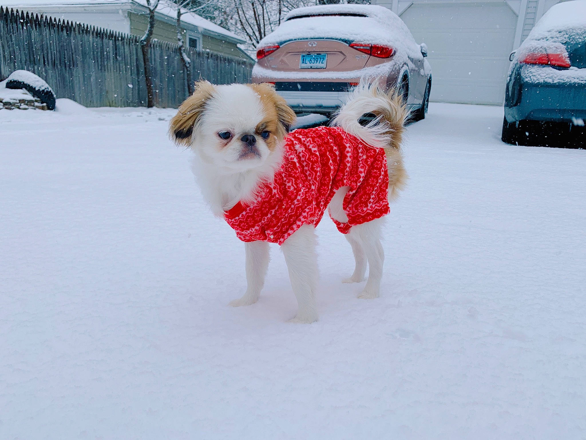 Holly is registered to the contest to win money with this photo: blizzard, canidae, car, carnivore, companion_dog, dog, dog_breed, dog_clothes, freezing, non_sporting_group, outerwear, precipitation, snout, snow, sporting_group, vehicle, winter, winter_storm