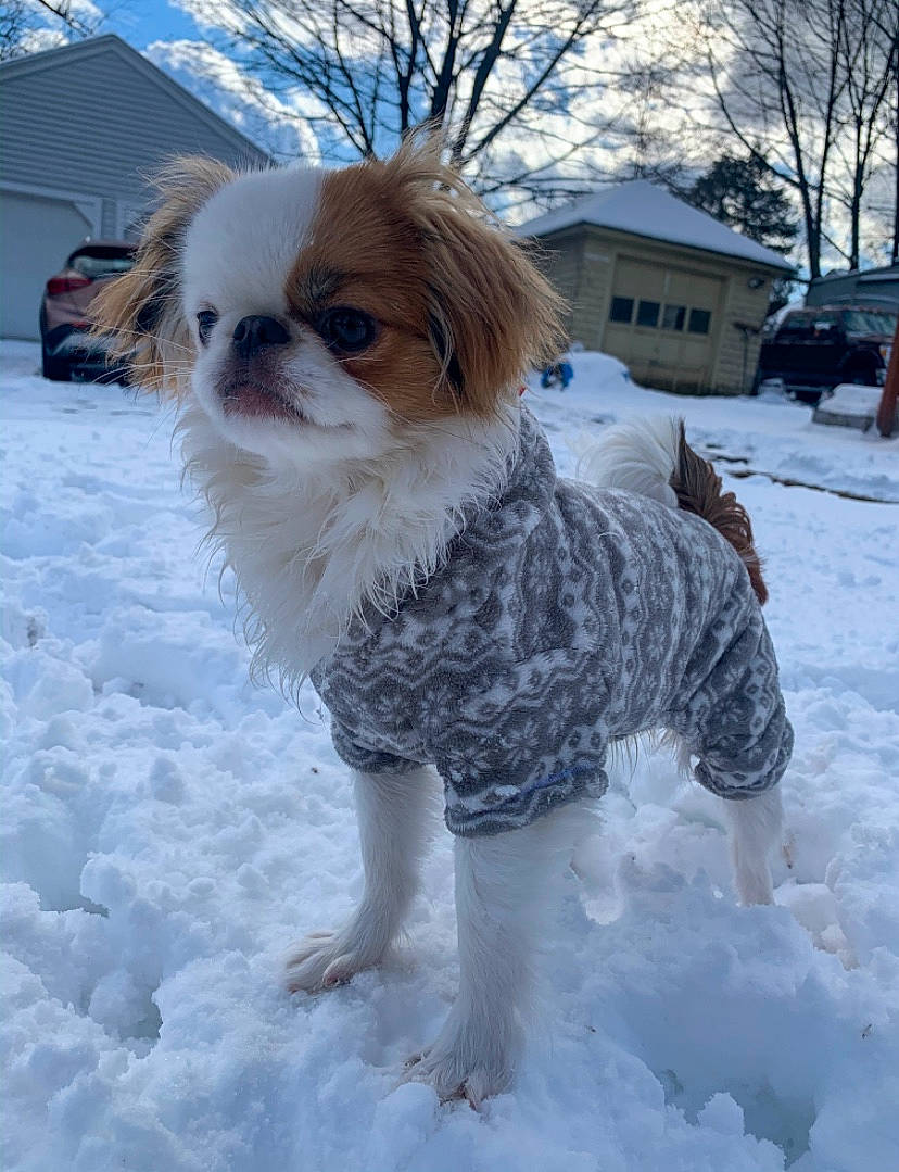 Holly is registered to the contest to win money with this photo: canidae, carnivore, chinese_imperial_dog, companion_dog, dog, dog_breed, dog_clothes, fawn, japanese_chin, mammal, pekingese, phalene, rare_breed_dog, snout, snow, sporting_group, tibetan_spaniel, toy_dog, winter
