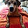 Loly