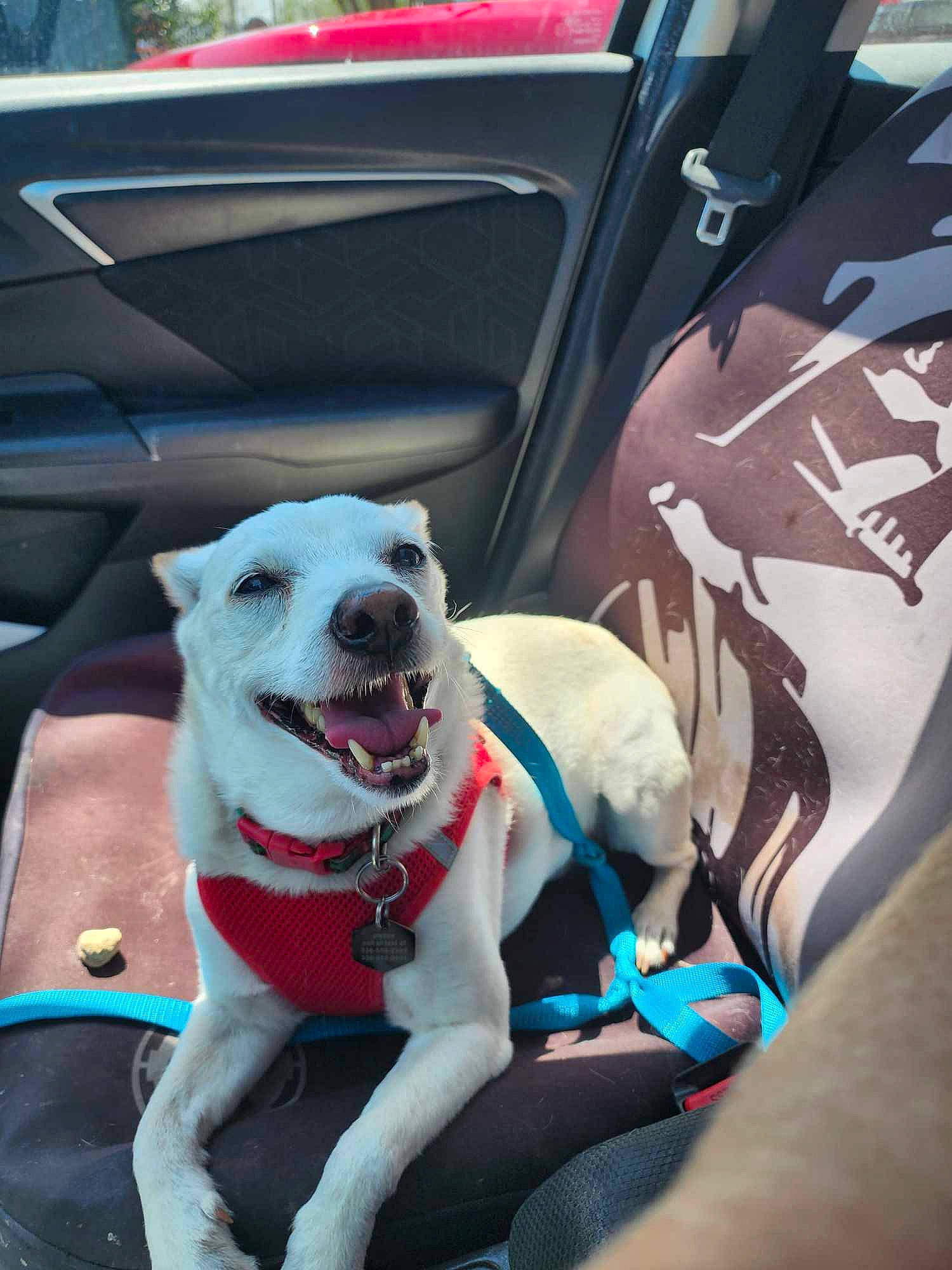 Toby joined the competition — help win amazing prizes! auto_part, automotive_exterior, canidae, carnivore, collar, companion_dog, dog, dog_breed, dog_collar, dog_supply, electric_blue, fawn, leash, motor_vehicle, personal_luxury_car, snout, sporting_group, vehicle, vehicle_door, windshield