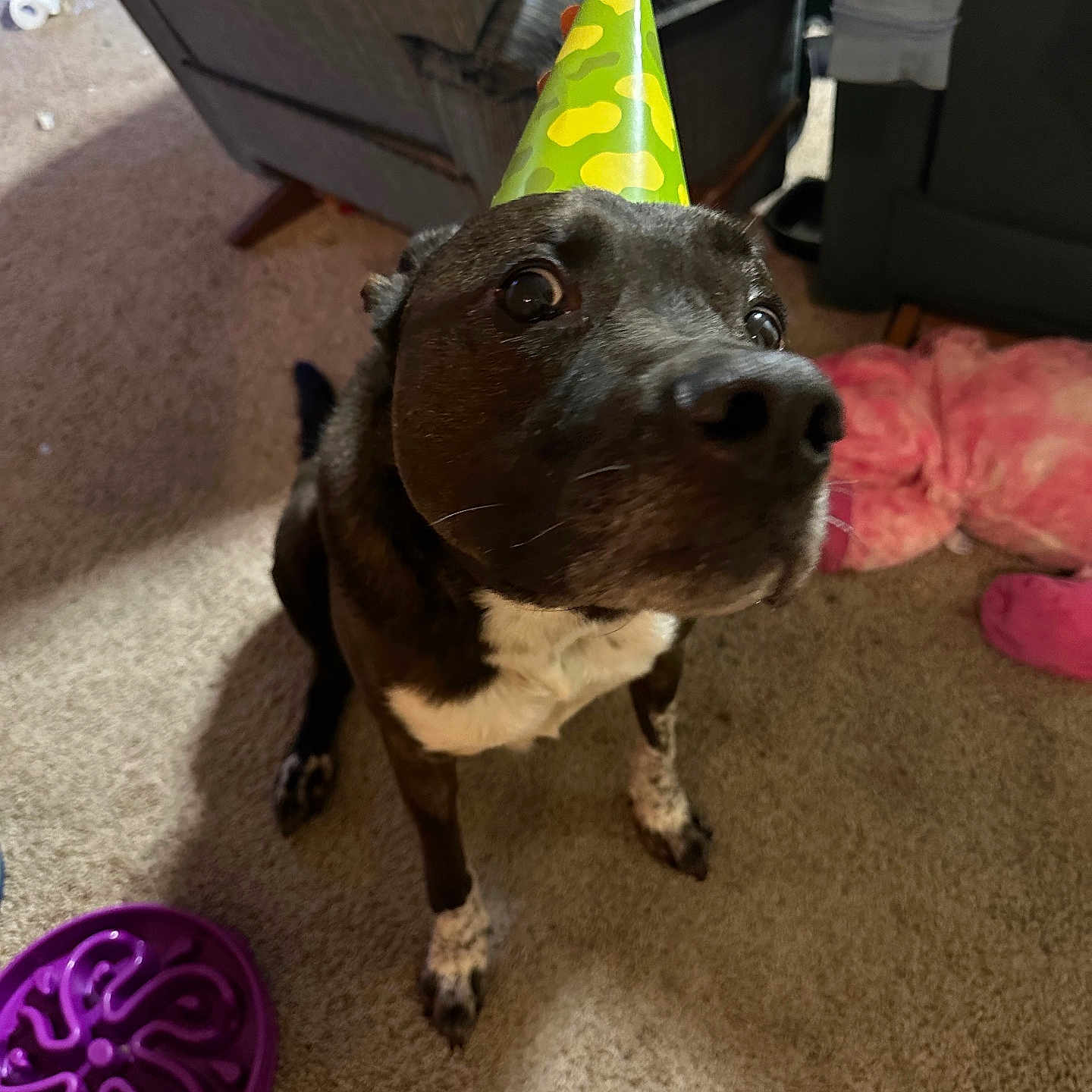 Brody joined the competition — help win amazing prizes! animal, architecture, building, canine, chair, clothing, couch, cream, dog, furniture, hat, hound, indoors, labradorretriever, livingroom, partyhat, pet, puppy, purple, room