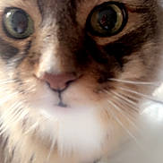 Rocky is registered to the contest to win money with this photo: cat, tabby_cat, close_up, whiskers, green_eyes, nose, fur, feline, pet, portrait, macro_photography, curious_expression, indoor, face, closeup_face, muzzle, big_eyes, soft_fur, focus_blur, cute